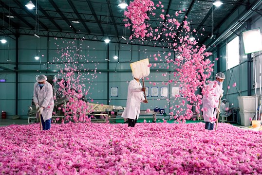 معرفی پروژه دره گل محمدی چین (China Rose Valley)