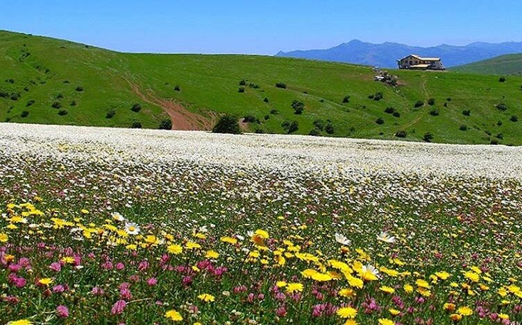 معاون استاندار:دهکده گیاهان دارویی در کهگیلویه و بویراحمد ایجاد می شود