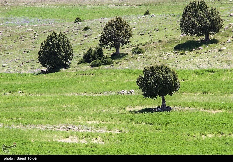 وجود ۸هزار گونه گیاهی در ایران/ تنوع زیستی ایران به‌اندازه کل قاره اروپاست