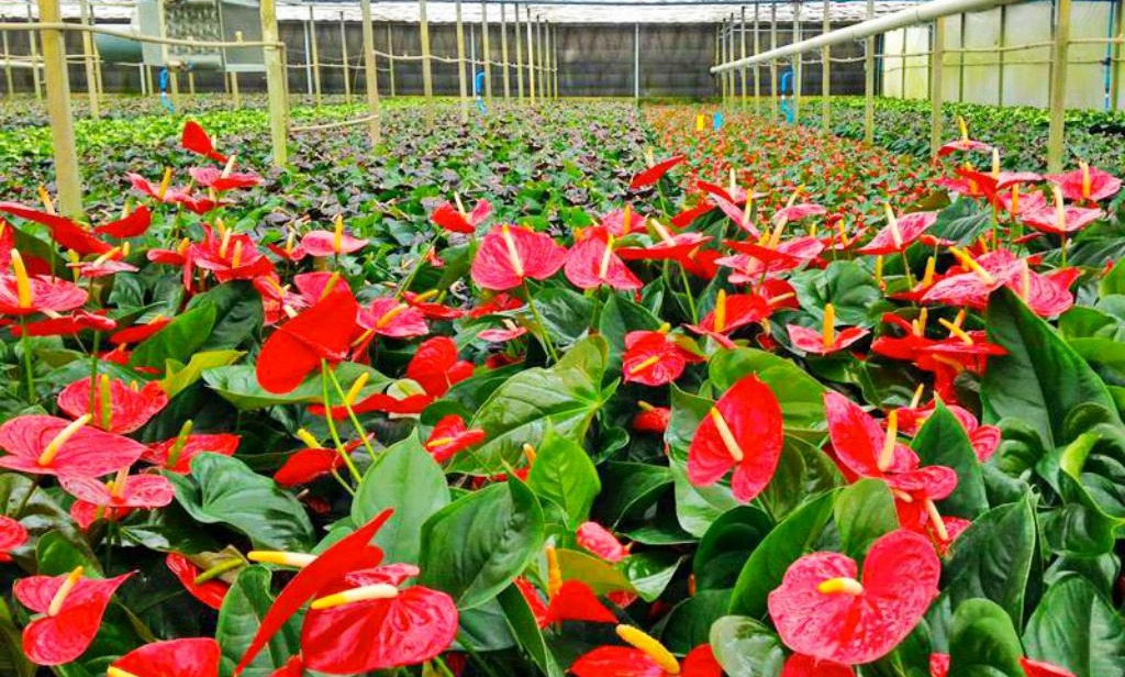 بازدید دانشجویان رشته گیاهان دارویی دانشگاه تخصصی فناوری های نوین آمل از گلخانه پرورش آنتریوم رویش